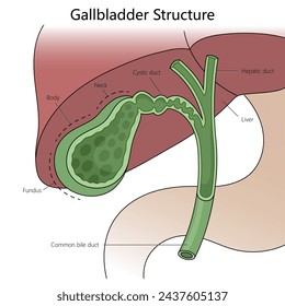 Gallbladder structure diagram hand drawn schematic vector illustration. Medical science educational illustration