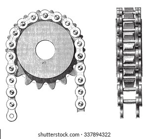Galle chain on his nuts, vintage engraved illustration. Industrial encyclopedia E.-O. Lami - 1875.
