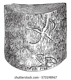 Galleries Tomicus chalcographus on the spruce bark, vintage engraved illustration.
