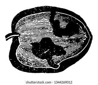 Gallery Formed by Larvae of Dacus Oleae which requires twenty seven to twenty eight days to pass to its perfect state vintage line drawing or engraving illustration.