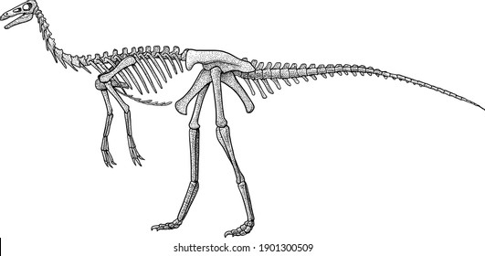 Gallimimus skeleton, illustration, drawing, engraving, ink, line art, vector