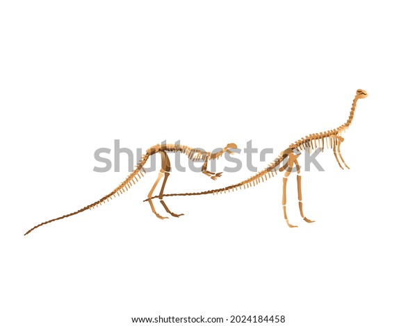 gallimimus skeleton