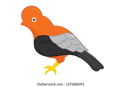 Gallito de las rocas, animal of south america, Background white. Vector Illustration