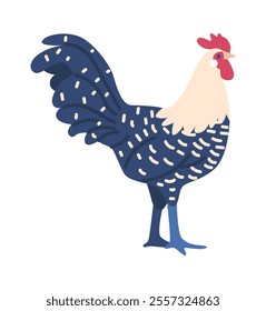 Gallo pinto cock breed vector illustration