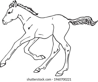 Galloping horse foal vector drawing