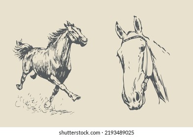 Galloping horse and its head