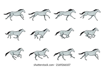 Galloping horse or mustang. Dapple grey horse running silhouette cycle. Key positions of pony set. Loop equine gallop motion. Isolated vector hand drawn animation cartoon poses. Equestrian collection