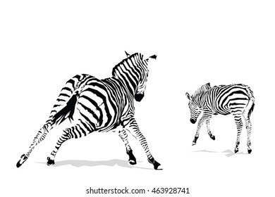 Galloping zebras illustration
