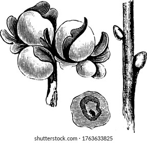 Gallen sind kleine Knospen wie Strukturen über Stiele oder Blätter, die von Insekten gebildet werden, um ihre Larven zu halten, Vintage-Linie Zeichnung oder Gravitation Illustration.