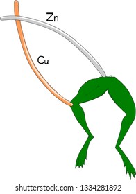 Galvani experiment with frog legs