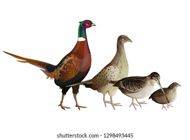 Game birds set. Pheasants (cock and hen), woodcock, quail. Vector illustration isolated on white background