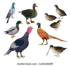 Pájaros de caza. Turquía, ganso, pato, paloma, codorniz, faisán, pato. Ilustración de vectores aislada en fondo blanco