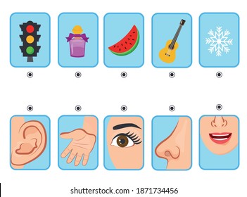 Game for kids. Cards. Five senses. Sight, touch, hearing, smell and taste. Preschool worksheet activity. Match of sense organs and objects