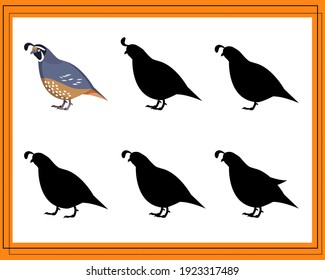 Game for kids find the right shadow. Choose the right shade for the quail. Vector illustration. Isolated on a white background.