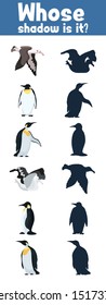 game where whose shadow Antarctica wild birds beautiful