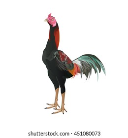 Gamecock is one of the breeds of chicken.