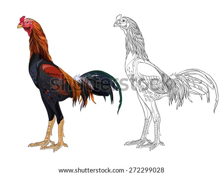 Similar – Image, Stock Photo A kind of rooster Rooster