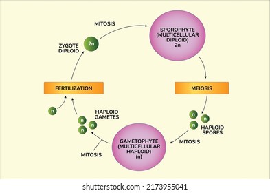 Gametophytes and Sporophytes differences vector illustration