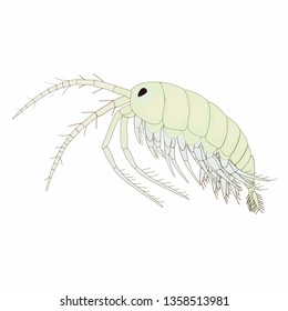 Gammarus Pulex Vector Image