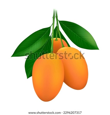 Gandaria mango plums bunch vector design. Ripe yellow buah remia setar kundang malaysian food with green foliage isolated on white background