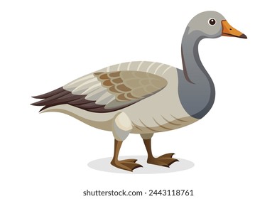 Gander Bird vector illustration on white background