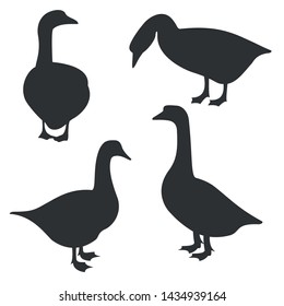 gander, black silhouette on white background, vector illustration. goose, poultry.