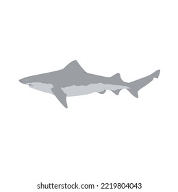 The Ganges Shark, Glyphis Gangeticus Is A Critically Endangered Fresh Water Shark That Can Be Found In Ganges Or Padma River