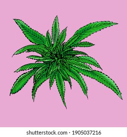 Ganja leaf for medication and recreation. vector illustration