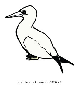 gannet drawing