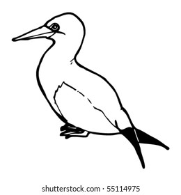 gannet illustration