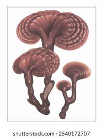 Ganoderma lucidum, hand-painted floral and botanical painting, hand-painted herbal painting, natural herbs.