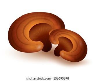 Ganoderma Lucidum isolated on white background. vector illustration
