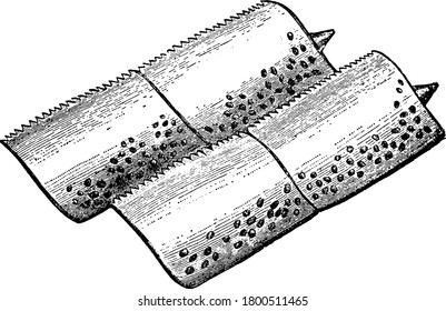 The ganoid scales of the fish that falls under the Dapedius species, vintage line drawing or engraving illustration.