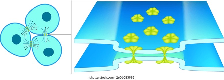 Gap Junction allow direct communication between cells. The image shows a gap junction, a cell structure that enables direct communication between adjacent cells connexons. 