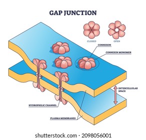 Gap junction as anatomical intercellular connection structure outline diagram. Labeled educational multitude cell types space description with connexon monomer and plasma membranes vector illustration