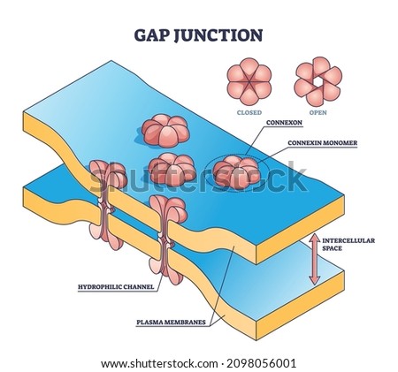Gap junction as anatomical intercellular connection structure outline diagram. Labeled educational multitude cell types space description with connexon monomer and plasma membranes vector illustration