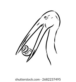 gaping stork, bird, vector sketch