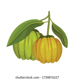 Garcinia Cambogia Fruit with Oblong Green Leaves Vector Illustration