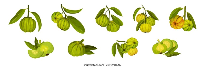 Garcinia Cambogia Fruit as South Tropical Species Vector Set