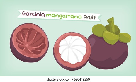 Garcinia mangostana fruit vector