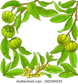 garcinia vector frame on white background