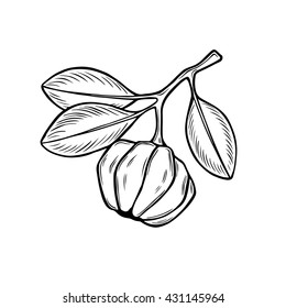 Garcinia vector illustration. Hand drawn sketch. Vintage botanical drawing. Engraving style. Garcinia cambogia is a medical plant. White background.