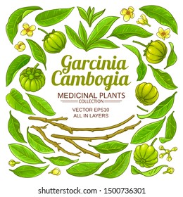 garcinia vector set  on white background