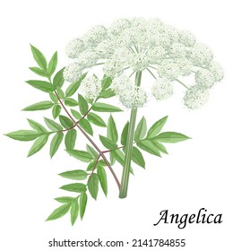 Garden angelica with green leaves and white flowers, vector illustration.