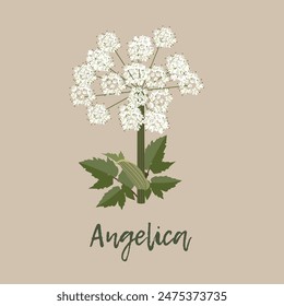 Jardín angélica con hojas verdes y flores blancas, Ilustración vectorial sobre un fondo aislado.