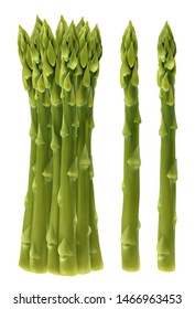 Garden asparagus. Sparrow grass, 3d realistic vector