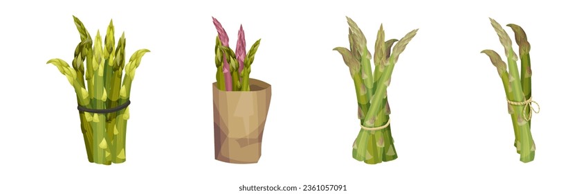 Garden Asparagus or Sparrow Grass as Spring Vegetable in Bunch Vector Set