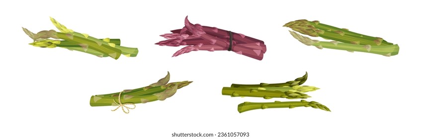 Garden Asparagus or Sparrow Grass as Spring Vegetable in Bunch Vector Set