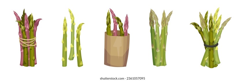 Garden Asparagus or Sparrow Grass as Spring Vegetable in Bunch Vector Set