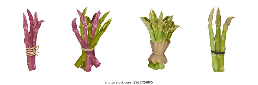 Garden Asparagus or Sparrow Grass as Spring Vegetable in Bunch Vector Set